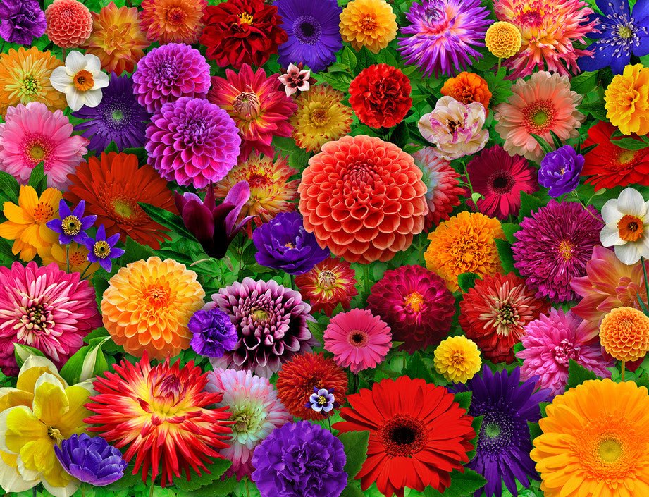 Blooming Every Daisy  500 Piece Jigsaw Puzzle by Springbok Puzzles